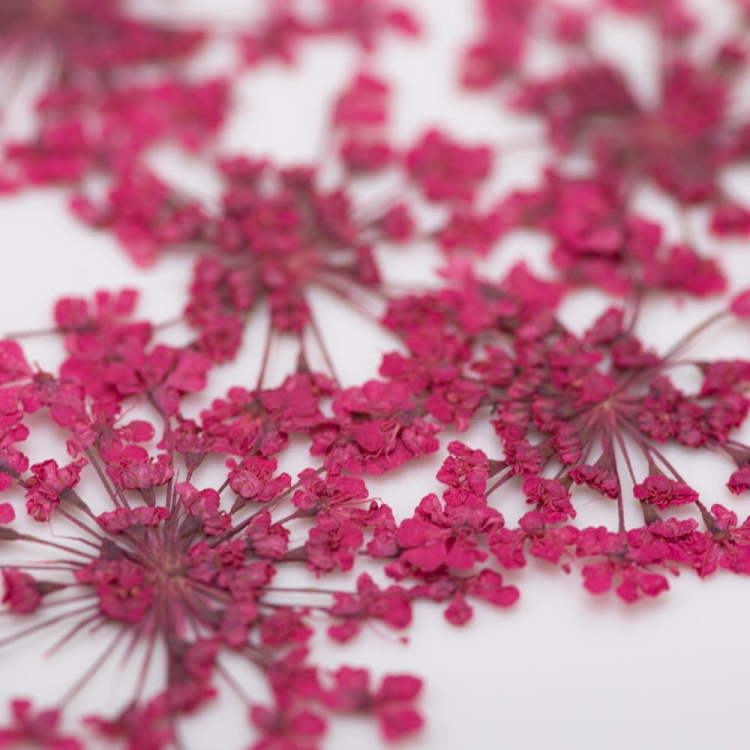 ozdoba-do-paznokci-suszone-kwiatki-mollylac-fuchsia-5szt (1).jpg