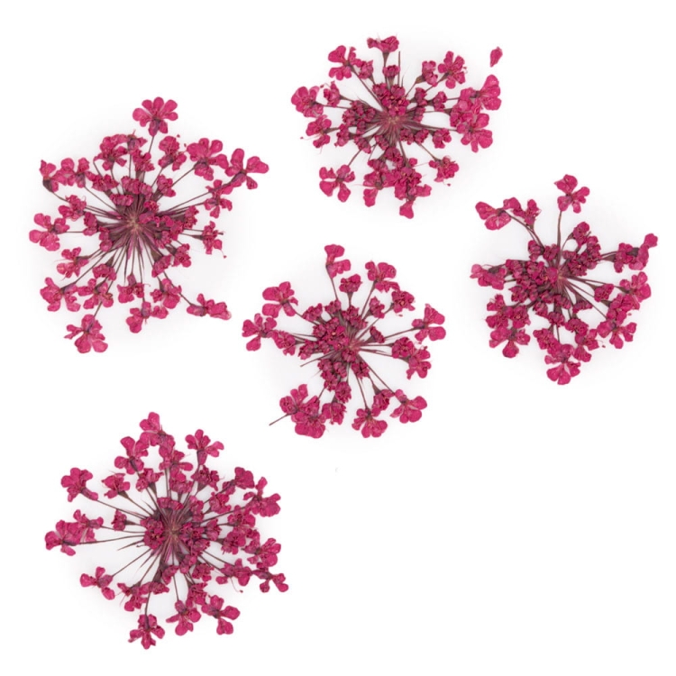 ozdoba-do-paznokci-suszone-kwiatki-mollylac-fuchsia-5szt.jpg