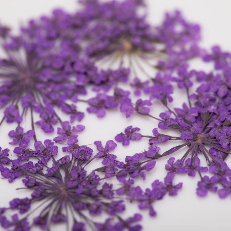 ozdoba-do-paznokci-suszone-kwiatki-mollylac-purple-5szt (1).jpg