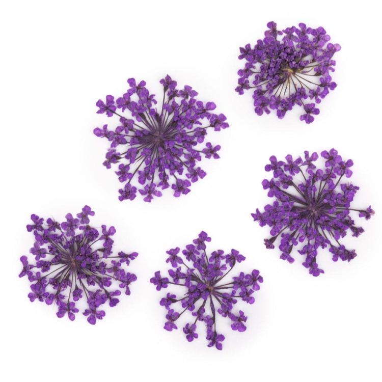 ozdoba-do-paznokci-suszone-kwiatki-mollylac-purple-5szt.jpg