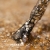 pol_pl_S63-Gold-Star-Lakier-hybrydowy-Makear-1436_6.jpg