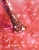 pol_pl_S66-Lakier-hybrydowy-Makear-8ml-1553_4.webp